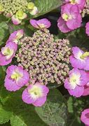 Image result for Hydrangea macrophylla FLAIR 