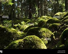 Image result for Mossy Rock Sweden