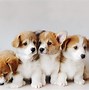 Image result for Funny Infomercial Ideas Puppies