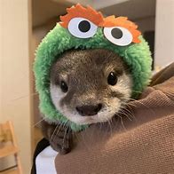 Image result for Pet Sea Otter