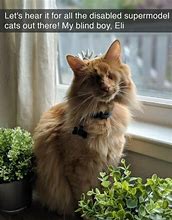 Image result for Blind Cat Meme