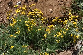 Image result for Tanacetum Alfred (Coccineum-Group)