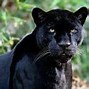 Image result for Panther Side Profile