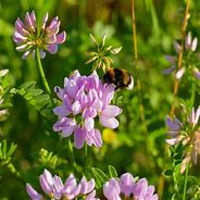 Image result for Crown Vetch Seed