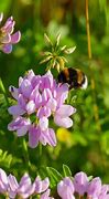 Image result for Crown Vetch Ground Cover