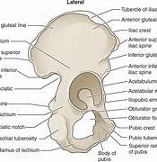 Image result for Pelvic Bone Skeleton