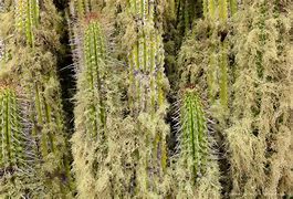Image result for Atacama Desert Cactus