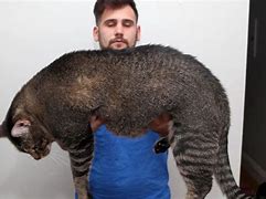 Image result for Biggest Weight Cat