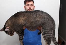 Image result for World's Largest Cat