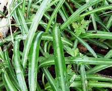 Image result for Galanthus regina-olgae ssp. vernalis Calabrian Green