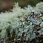 Image result for Types of Moss Ground Cover