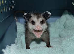 Image result for Cute Baby Animals Bat