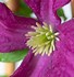 Image result for Clematis viticella Royal Velours