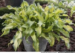 Image result for Hosta Ripple Effect