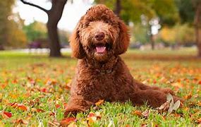 Image result for Labradoodle Full-Grown