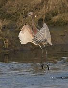 Image result for Egretta rufescens