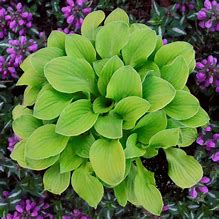 Image result for Hosta Sun Mouse