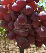 Image result for Red Globe Grapes