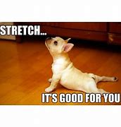 Image result for Stretch Dog Meme