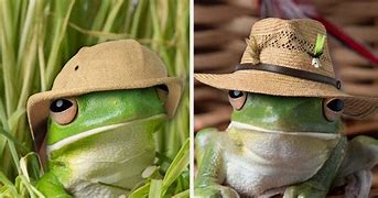 Image result for Frog with Hat