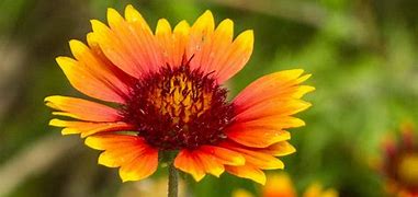 Image result for Louisiana Flowering Vine