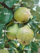 Image result for Pyrus communis Catillac