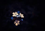 Image result for Black and Pink Flower iPhone Wallpaper
