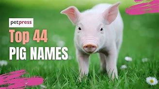Image result for Boy Pig Names