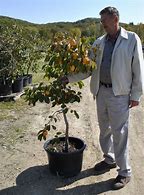 Image result for Orange Tree Pots