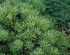 Image result for Abies concolor Masonic Broom
