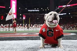 Image result for University of Georgia Bulldogs Football