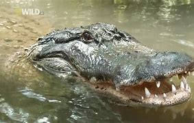 Image result for Saltwater Crocodile Documentary