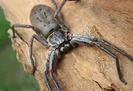 Image result for The Biggest Spider Found in Australia