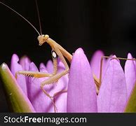 Image result for Lotus Praying Mantis