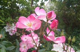 Image result for Rosa Rush