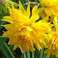 Image result for Narcissus Rip van Winkle