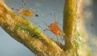 Image result for "spider-mites"