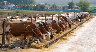 Image result for Support Local Cattle Farmers