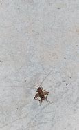 Image result for House Cricket Nymph