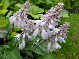 Image result for Hosta Deanes Dream