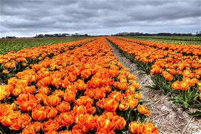 Image result for Dutch Tulips