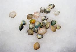 Image result for Black Clams