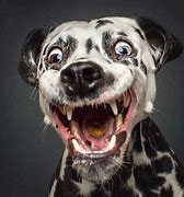 Image result for Funny Dog Faces