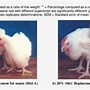 Image result for Chicken Rooster Clip Art Funny