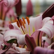 Image result for Lilium Pink Perfection