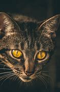 Image result for Yellow Cat Eyes