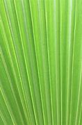 Image result for Palm Tree Leaf Texture