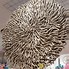 Image result for Driftwood Wall Decor