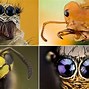 Image result for World's Ugliest Bug