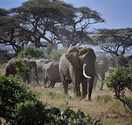 Image result for Kenya Vacation Spots